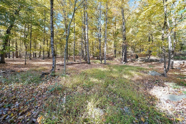 view of yard featuring a forest view