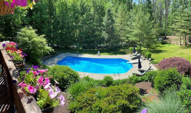 pool featuring a diving board, a patio, and a lawn