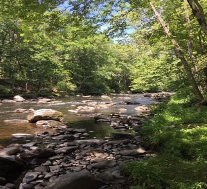 view of local wilderness with a forest view