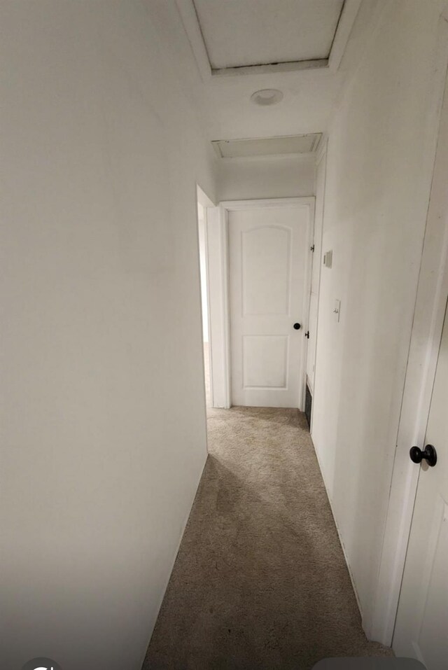 corridor with carpet flooring and attic access