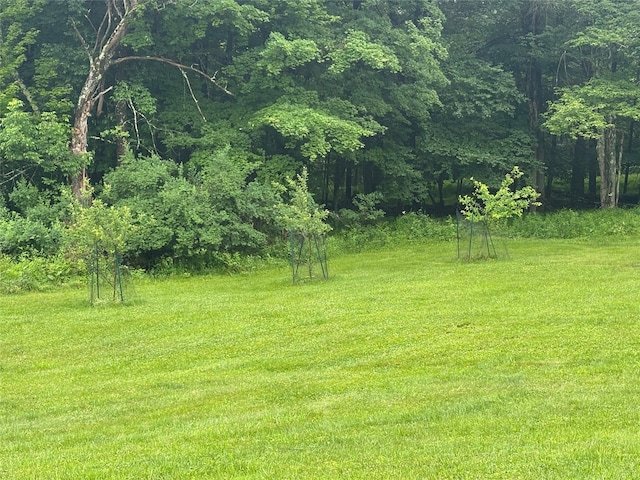 521 Hessinger Lare Rd, Jeffersonville, NY 12748 - view of local wilderness