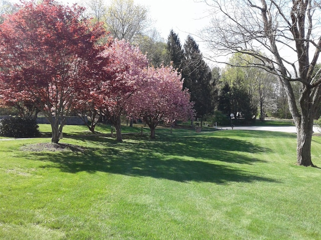 view of community with a lawn