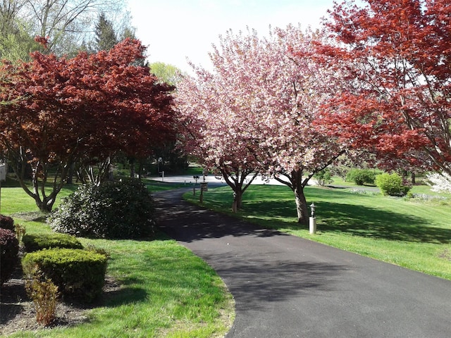 view of community with a yard