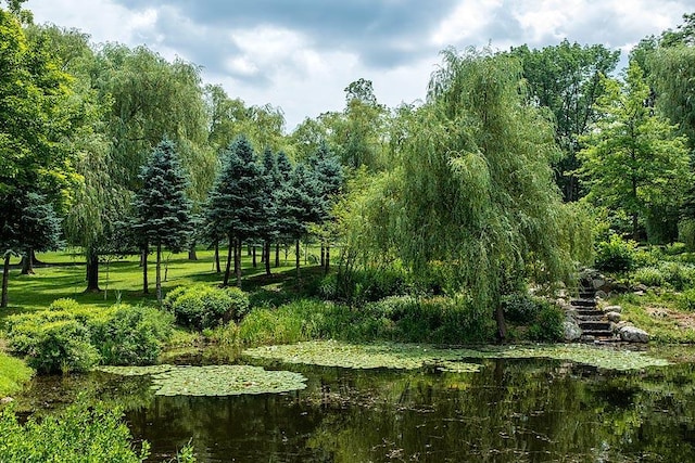 view of local wilderness