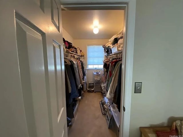 walk in closet featuring carpet flooring