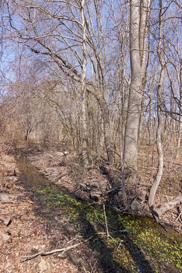 view of local wilderness