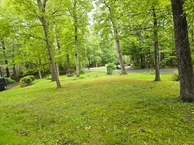 51 Glenerie Ln, Saugerties, NY 12477 - view of green lawn