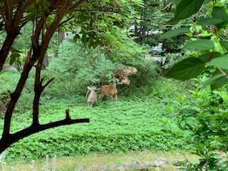 22 Ballard St, Smallwood, NY 12778 - view of local wilderness