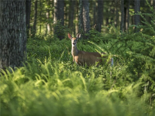 Chapin Trl, Bethel, NY 12720 - photo 14