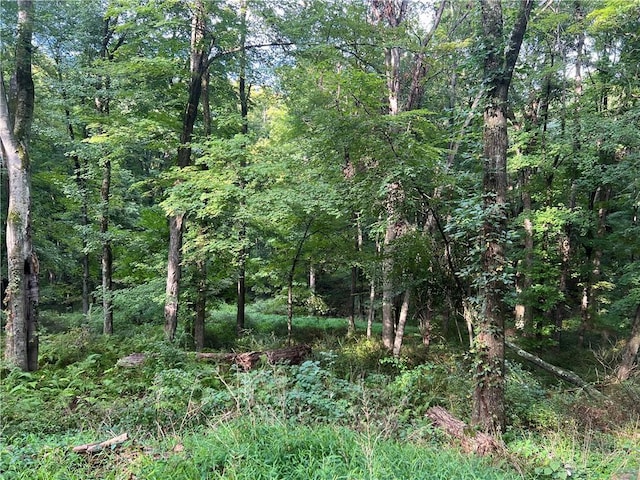 319 Pound Ridge Rd, Bedford, NY 10506 - view of local wilderness with a forest view