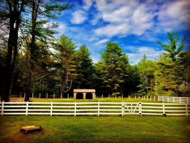 view of yard featuring fence and a wooded view