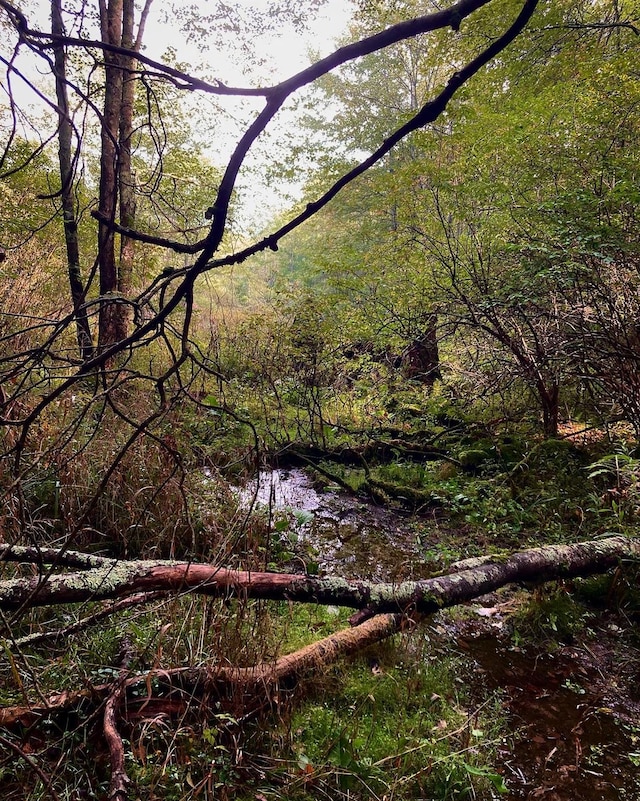 view of local wilderness featuring a view of trees