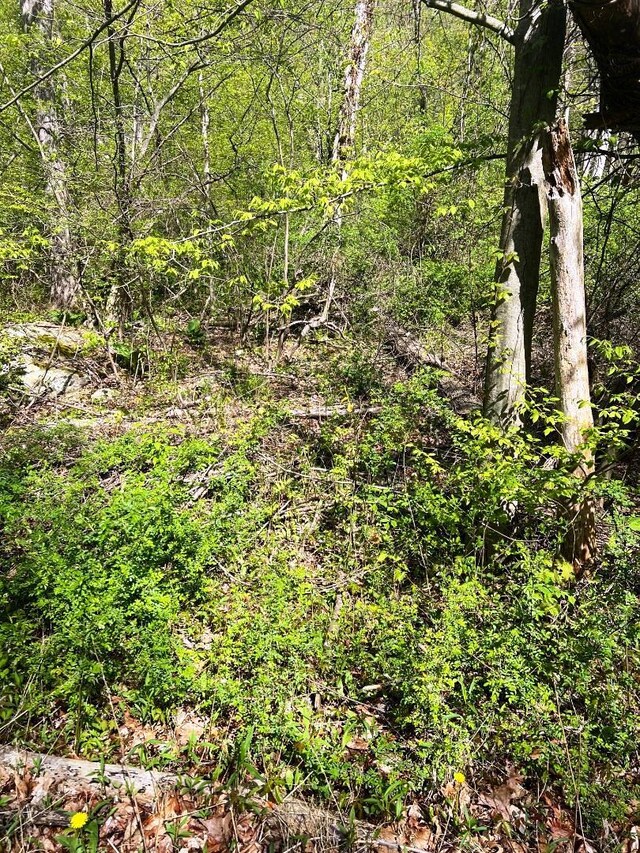 LOT73 Brookside Rd, Putnam Valley, NY 10579 - photo 4