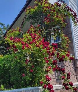 116 Oakland Ave, Tuckahoe, NY 10707 - view of side of home