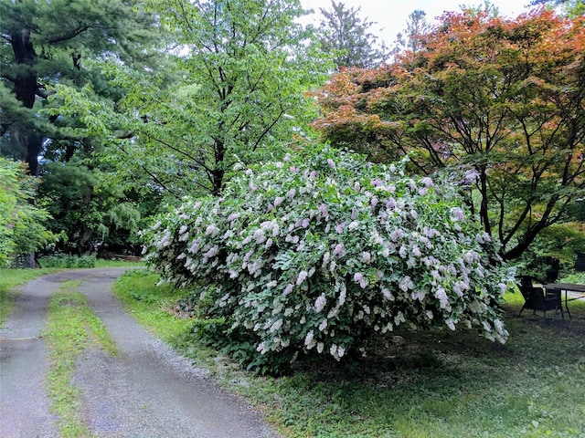 64 Paulding Ave, Cold Spring, NY 10516 - view of road with a view of trees