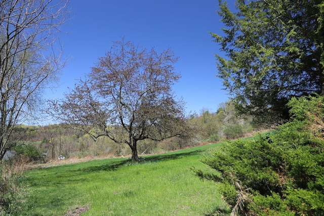 view of yard with a wooded view