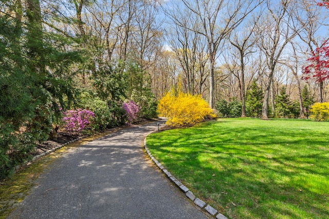 view of community featuring a yard