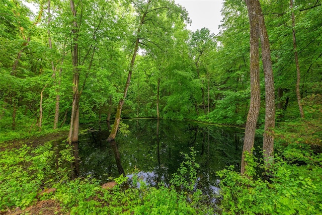 474 Rte 199, Red Hook, NY 12571 - view of tree filled area