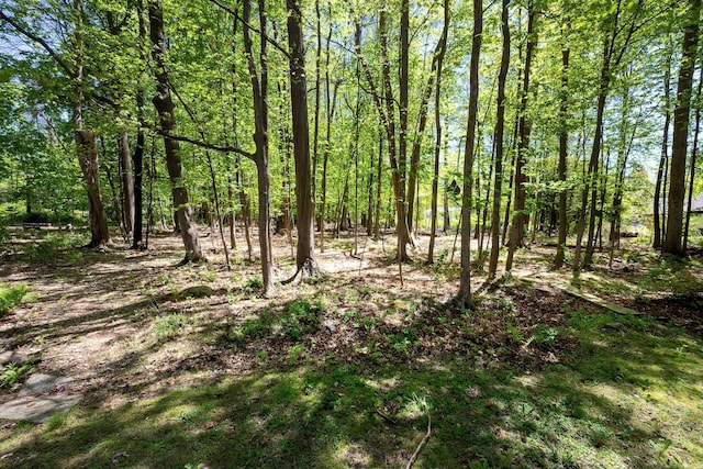 view of local wilderness