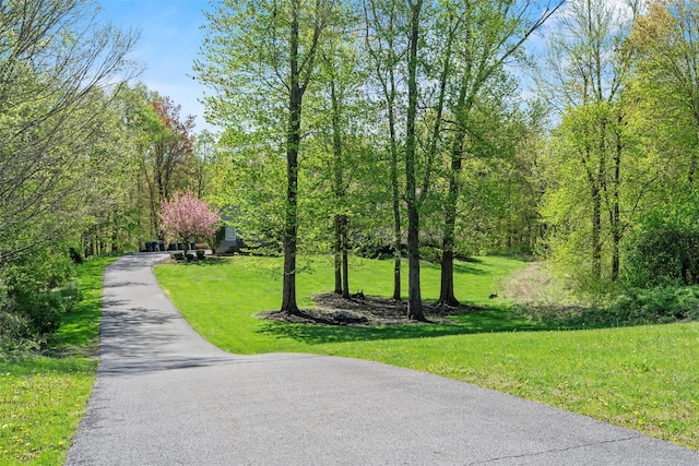 10-12 Damian Ct, Chester, NY 10918 - view of community featuring a yard, driveway, and a wooded view