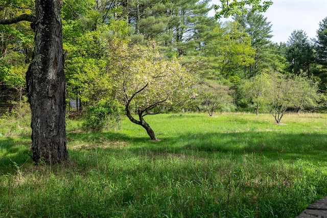 11 Louie Way, Woodstock, NY 12498 - view of wooded area