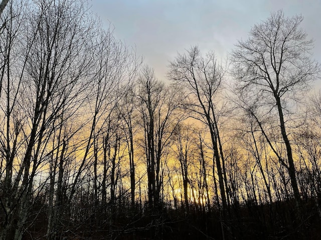 view of local wilderness