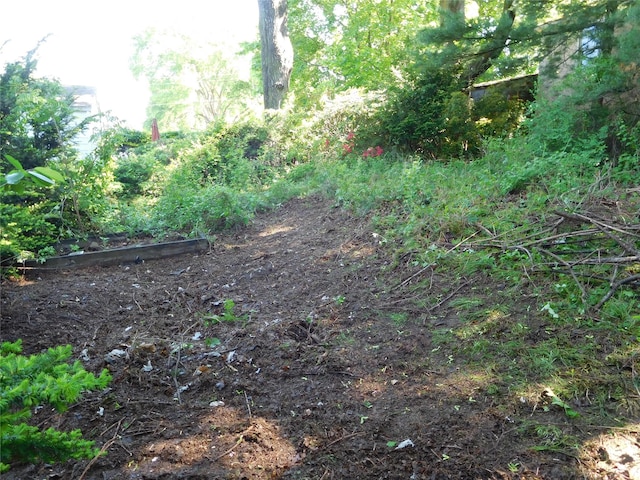 view of local wilderness