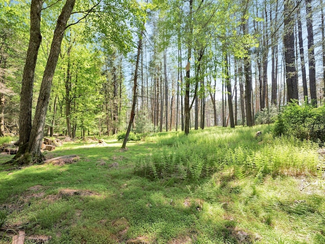 60 Park Road Ext, Eldred, NY 12792 - view of wooded area