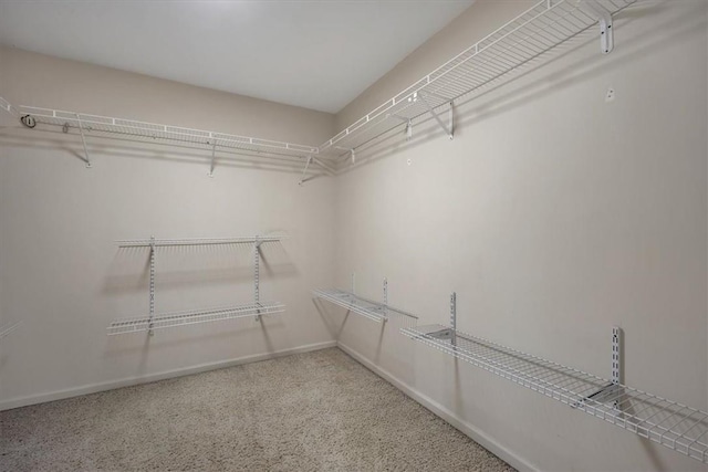 spacious closet featuring carpet