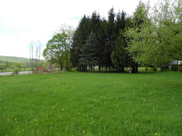 8 Crumley Van Vactor Rd, Ferndale, NY 12734 - view of green lawn