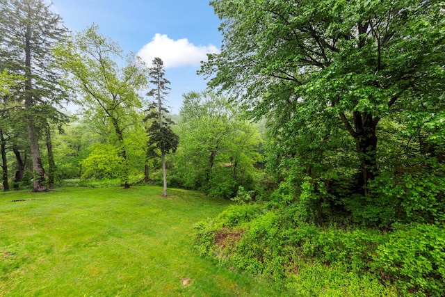 view of local wilderness