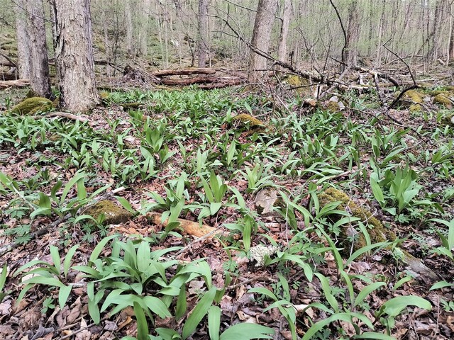 Chiloway Rd, Hancock, NY 13783