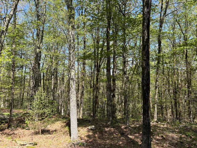 456 Anderson Rd, Parksville, NY 12768 - view of wooded area