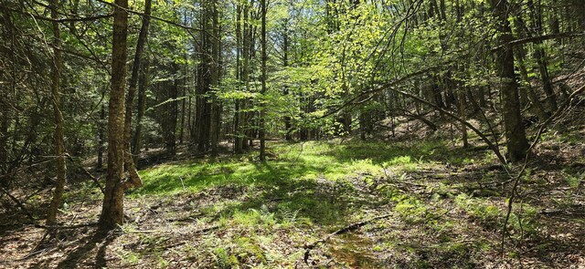 26 Beckys Hill Rd, Hurleyville, NY 12747 - view of woods
