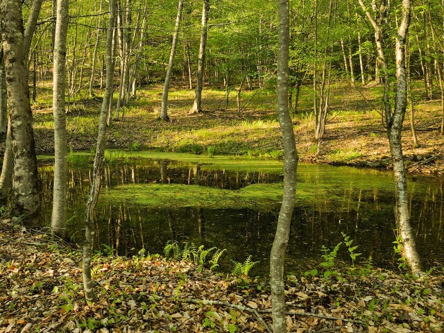 2182 Old Rte 17, Roscoe, NY 12776 - view of undeveloped land