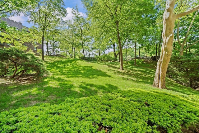 view of green lawn