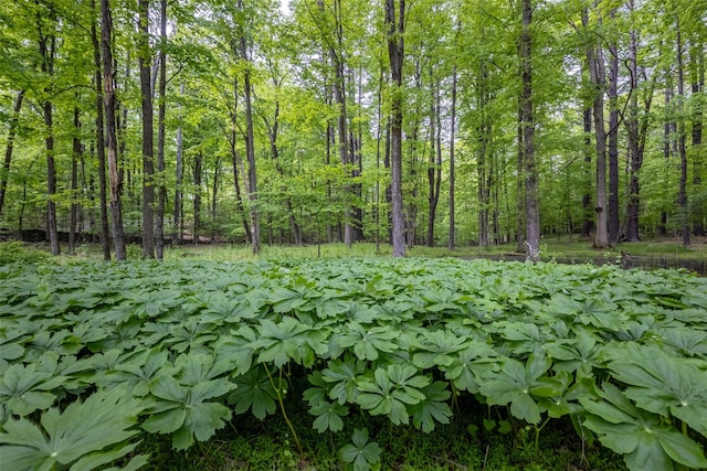 Mossy Hill Rd, Catskill, NY 12414