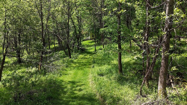 12 Henderson Rd, Hankins, NY 12741 - view of tree filled area