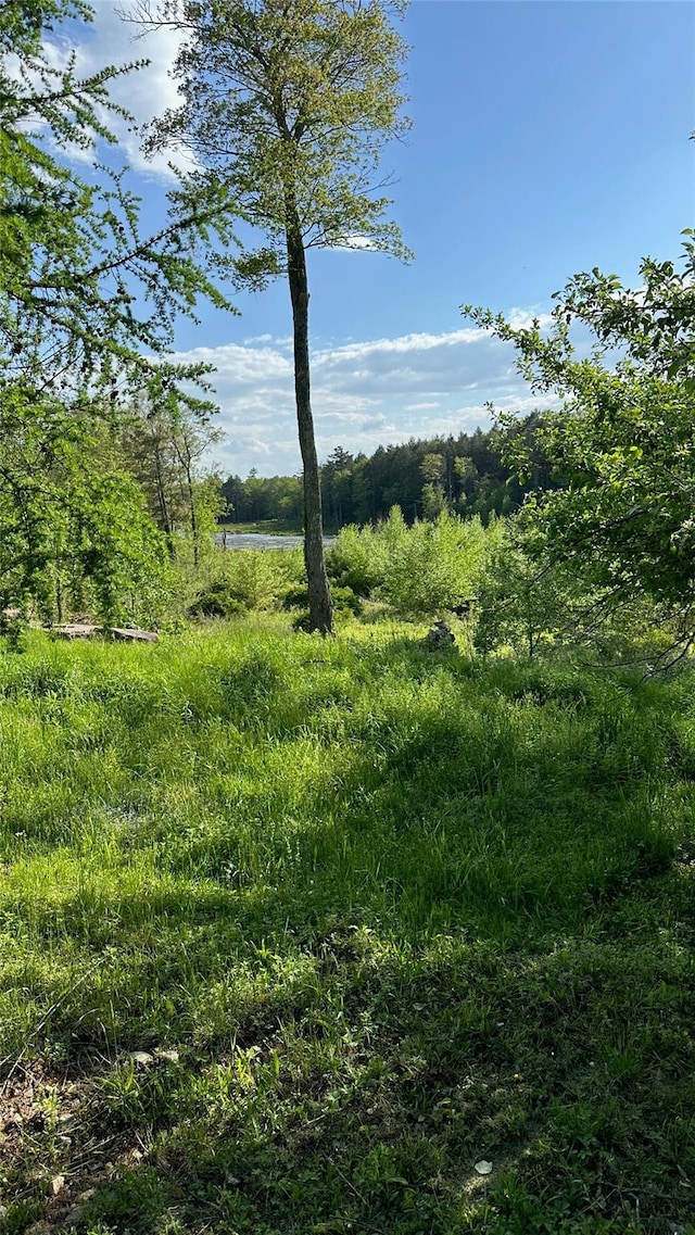 674 Sackett Lake Rd, Monticello, NY 12701 - view of tree filled area