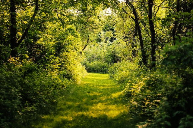 101 Holmes Rd, Newburgh, NY 12550 - view of wooded area