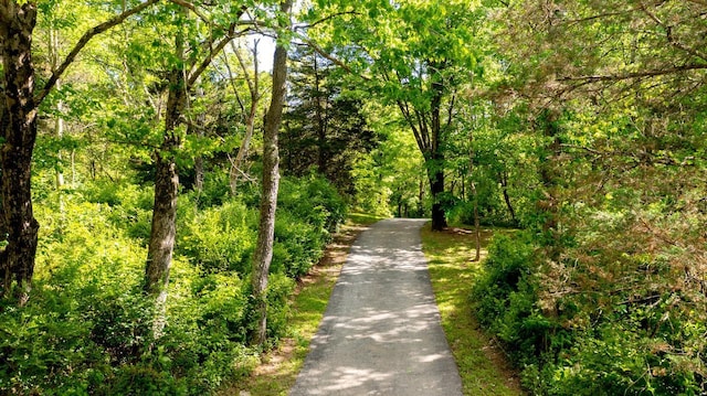 5692 Rte 82, Clinton Corners, NY 12514 - view of street with a forest view