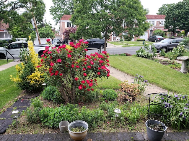 61-16 84th St, Middle Village, NY 11379 - view of green lawn