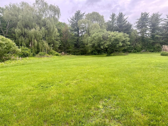 5646 Rte 82, Clinton Corners, NY 12514 - view of green lawn