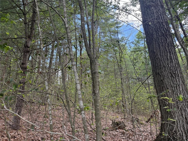 French Clearing Rd, Forestburgh, NY 12777 - photo 3