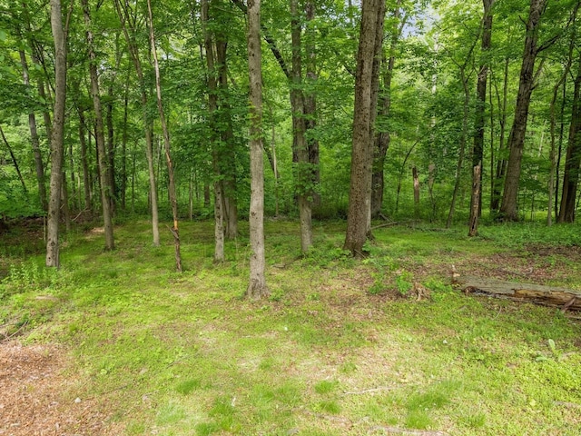 29 Sachson Pl, Wappingers Falls, NY 12590 - view of tree filled area