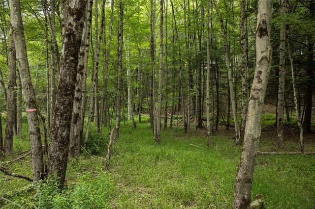 LOT1 Chapin Trl, White Lake, NY 12786