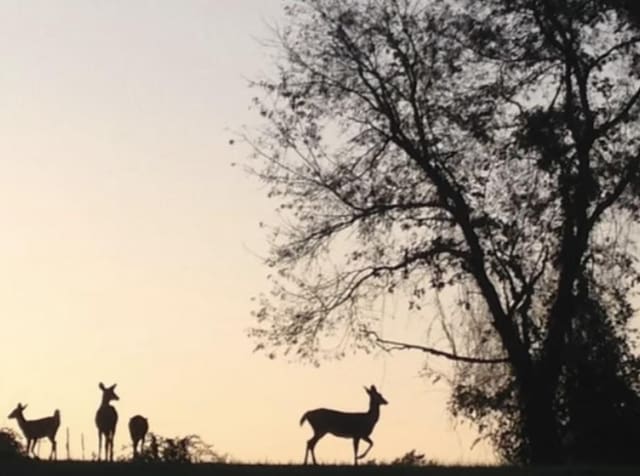 view of nature
