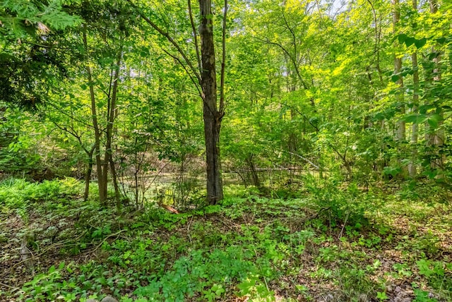 872-874 Rte 212, Saugerties, NY 12477 - view of tree filled area