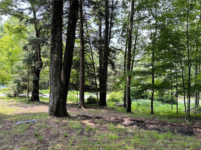 26 E Tusten, Smallwood, NY 12778 - view of nature