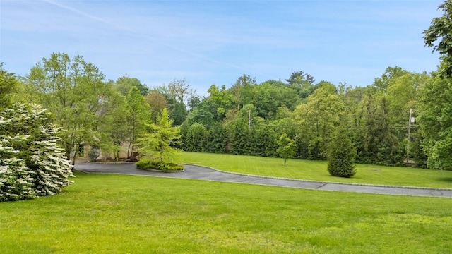 3747 Purchase St, Purchase, NY 10577 - view of grassy yard